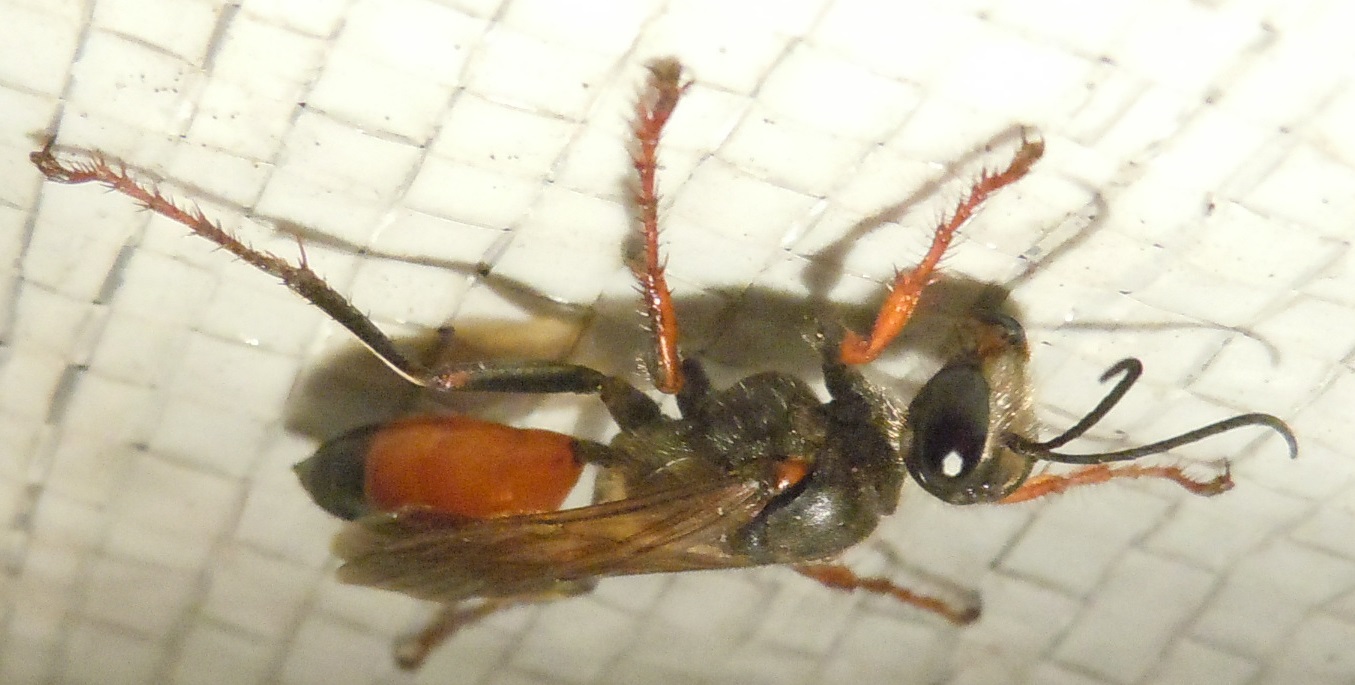 Sphex cfr. funerarius (Sphecidae)